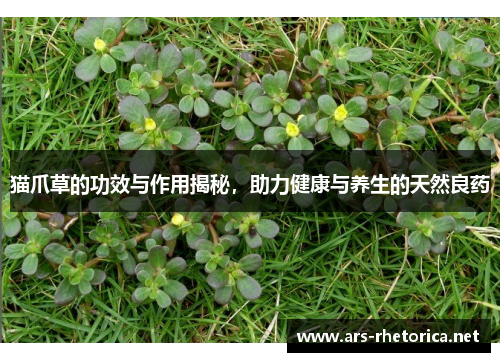 猫爪草的功效与作用揭秘,助力健康与养生的天然良药